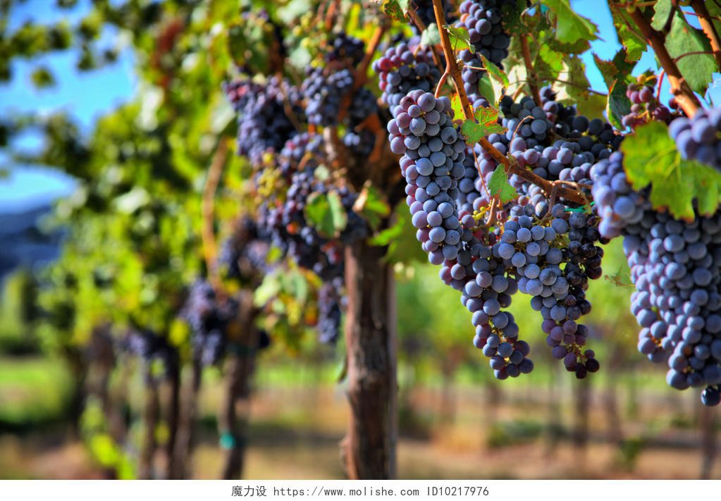 新鲜水果采摘在葡萄园中的葡萄藤上的一串串紫色葡萄